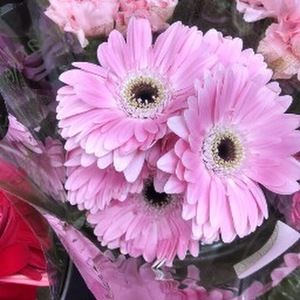 Meet your Posher, Tara